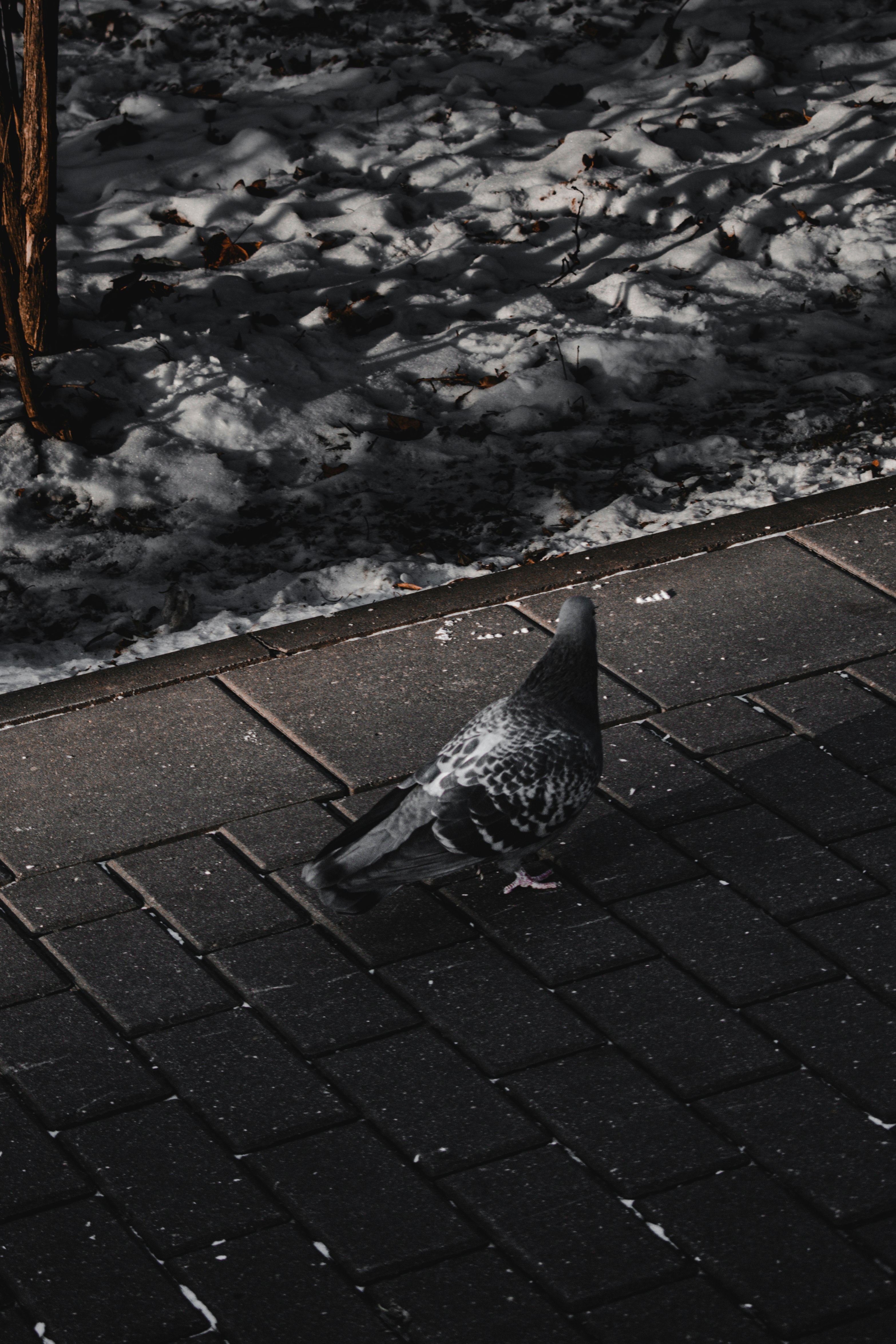 black and white pigeon on gray concrete floor